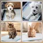 Resguardos de Treino Animais de Estimação 80 Unidades 45x60 cm Resguardos Absorventes para Cães com 6 Camadas Azul