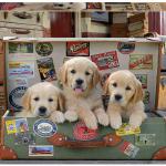 Puzzle 500 Cachorros na Mala - EDUCA