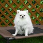 Cama para Animais de Estimação Cama Elevada para Cães Gatos Portátil Tecido Transpirável para Exterior Interior 76x61x18cm Marrom