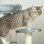 Árvore Arranhador para Gatos Ø40x65 cm com Cama Plataformas em Pelúcia Corda Suspensa e Poste com Corda de Sisal Cinza