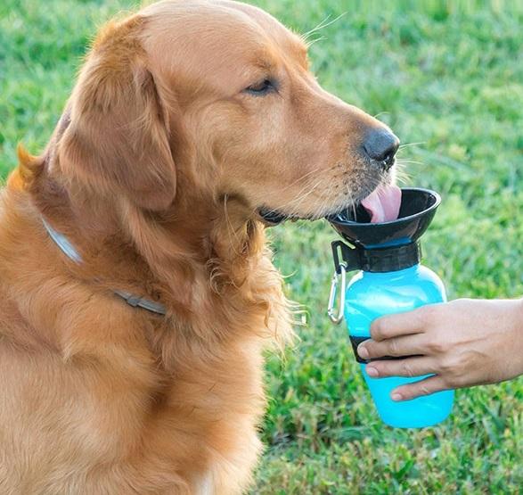 Garrafa Bebedouro de Água p/ Animais - INNOVAGOODS