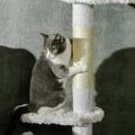 Arranhador para Gatos do Chão ao Teto com Altura Ajustável e 3 Plataformas em Forma de Nuvem 48x32x225 - 255 cm Branco