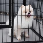 Parque para Animais de Estimação Retangular Gaiola para Cães 4 Paineis de Metal com Porta e Dupla Fechadura Cerca de Treinamento 129x84x70cm Preto