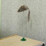 Arranhador de Cartão para Gatos Casa para Gatos em Forma de Televisor com Rato de Brinquedo 43x23x32,5 cm Areia