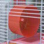 Gaiola para Hamster com 5 Plantas Escada Alimentador Bebedor Roda e Túnel 46x30x58cm Verde e Branco