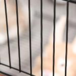 Recinto para Animais de Estimação DIY s com 22 Painéis e Porta Recinto Modular para Coelhos 105x70x45 cm Preto