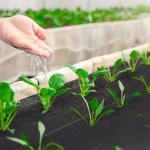 Rolo de Malha Anti - Ervas 1x100 m Malha Geotêxtil 60 g/m² para Controlo de Ervas Daninhas de Jardim Malha Anti - Ervas Preta