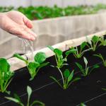 Rolo de Malha Anti - Ervas 2x25 m Malha Geotêxtil 60 g/m² para Controlo de Ervas Daninhas de Jardim Malha Anti - Ervas Preta